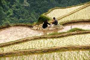 Congjiang Jiabang Terraced Fields